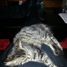 Blanding af racer Sofus