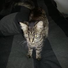 Blanding af racer Sofus