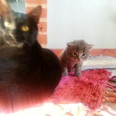 Blanding af racer Ludvig