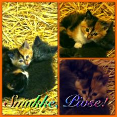 Huskat Pivse;-)<3<3***