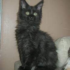 Maine Coon Sunway´s Kinder æg