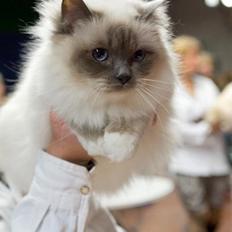 Hellig Birma Mercedes dia chazan