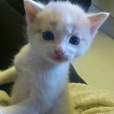 Blanding af racer Felix