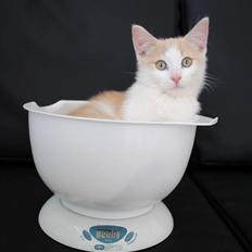 Blanding af racer Felix