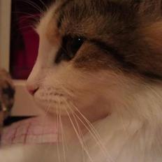 Blanding af racer Nala