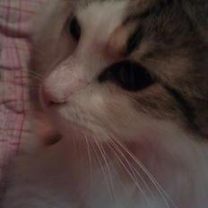 Blanding af racer Nala