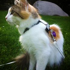 Blanding af racer Nala