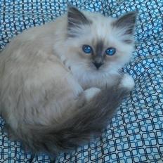 Hellig Birma DK Bandit's Liva