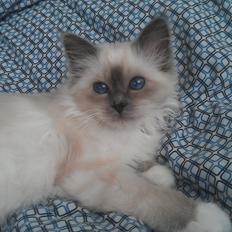 Hellig Birma DK Bandit's Liva