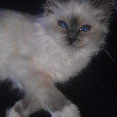 Hellig Birma DK Bandit's Liva