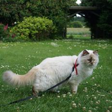 Hellig Birma Pimasano's Coco