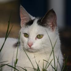 Blanding af racer ZOEY