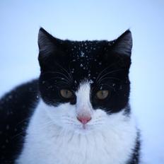 Blanding af racer BØRGE