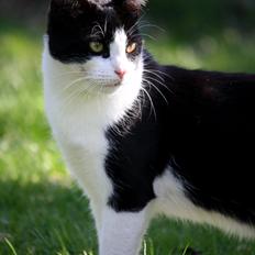 Blanding af racer BØRGE