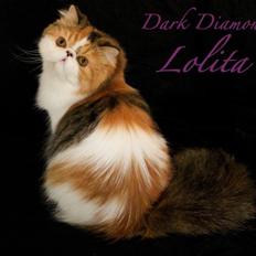 Perser Dark Diamond Lolita