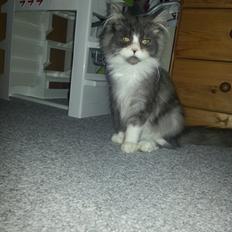 Blanding af racer Fluffy<3 R.I.P