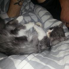 Blanding af racer Fluffy<3 R.I.P