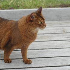Somali Dushara Hexia de Trix