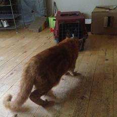 Maine Coon DK Bjørnholts Enzo † 