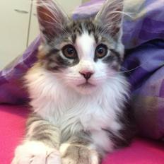 Maine Coon DK Bjørnholts Enzo † 