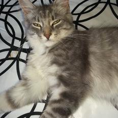 Blanding af racer Lion