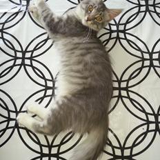 Blanding af racer Lion