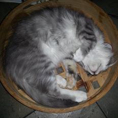 Blanding af racer Lion