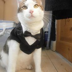 Blanding af racer Mio