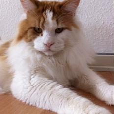Maine Coon Lumacoon´s Filurifax