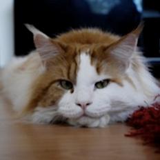 Maine Coon Lumacoon´s Filurifax