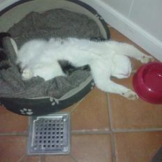 Blanding af racer Mis 2.