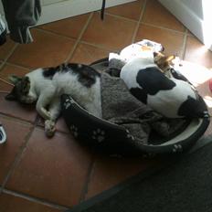 Blanding af racer Mis 2.