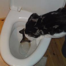 Blanding af racer Mis 2.