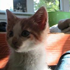 Blanding af racer Zenyo