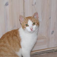 Blanding af racer Zenyo