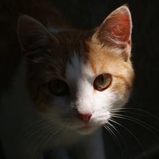 Blanding af racer Zenyo