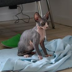 Sphynx Divya Das