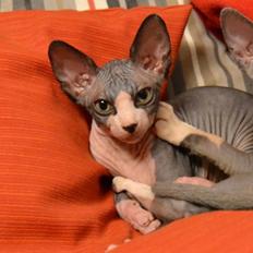 Sphynx Divya Das