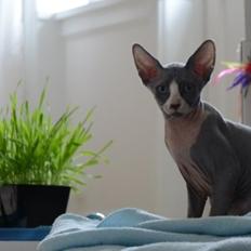 Sphynx Marianne