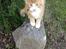 Maine Coon Basse
