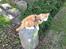 Maine Coon Basse