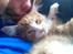 Maine Coon Basse