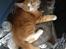 Maine Coon Basse