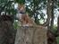 Maine Coon Basse
