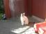 Huskat Cleo