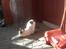 Huskat Cleo