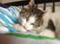 Huskat Cleo
