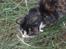 Huskat Sille