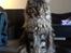 Maine Coon Baby (poly)