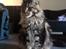 Maine Coon Baby (poly)